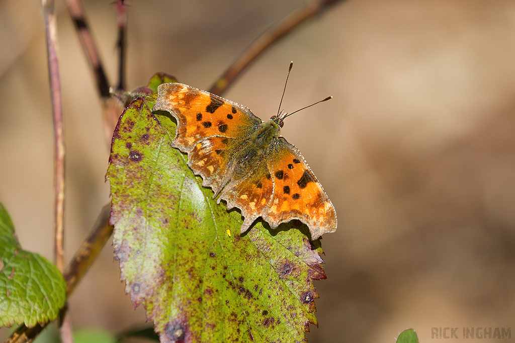 Comma Butterfly