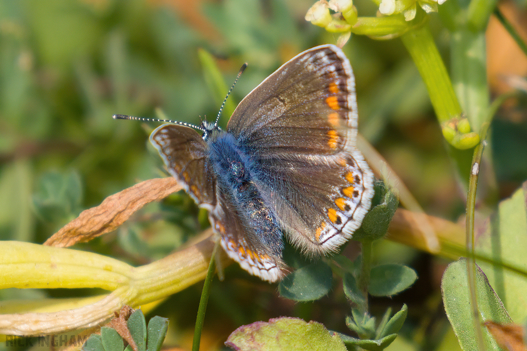 Common Blue Butterfly
