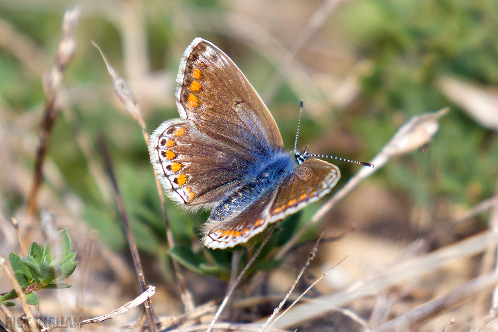 Common Blue Butterfly