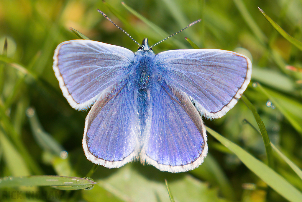 Common Blue Butterfly