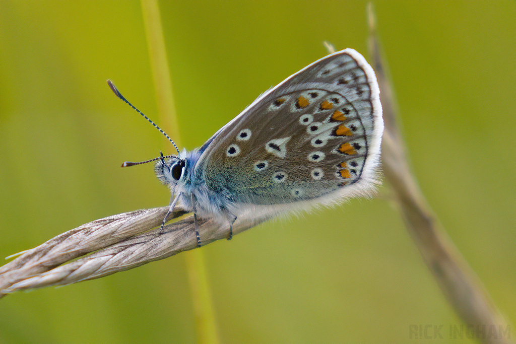Common Blue Butterfly