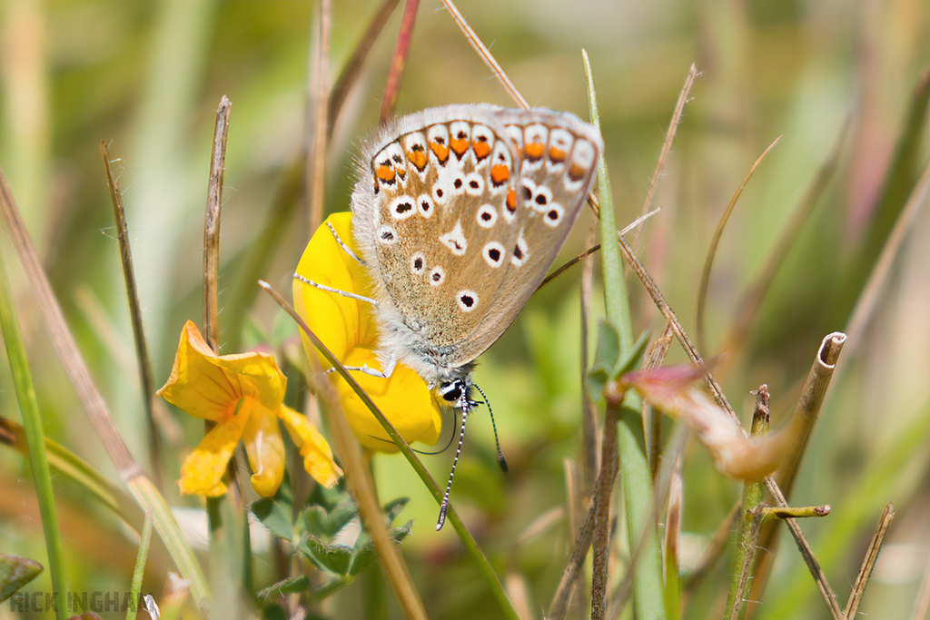 Common Blue Butterfly
