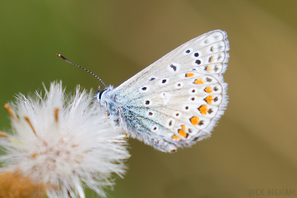 Common Blue Butterfly