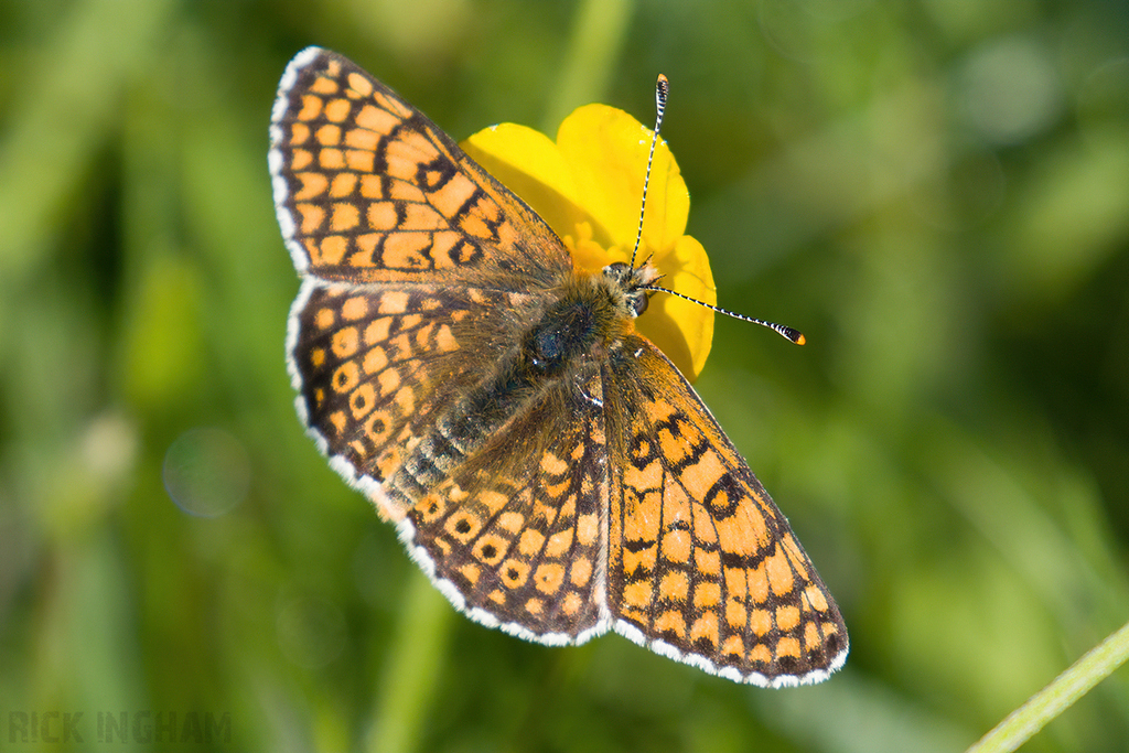 Glanville Fritillary