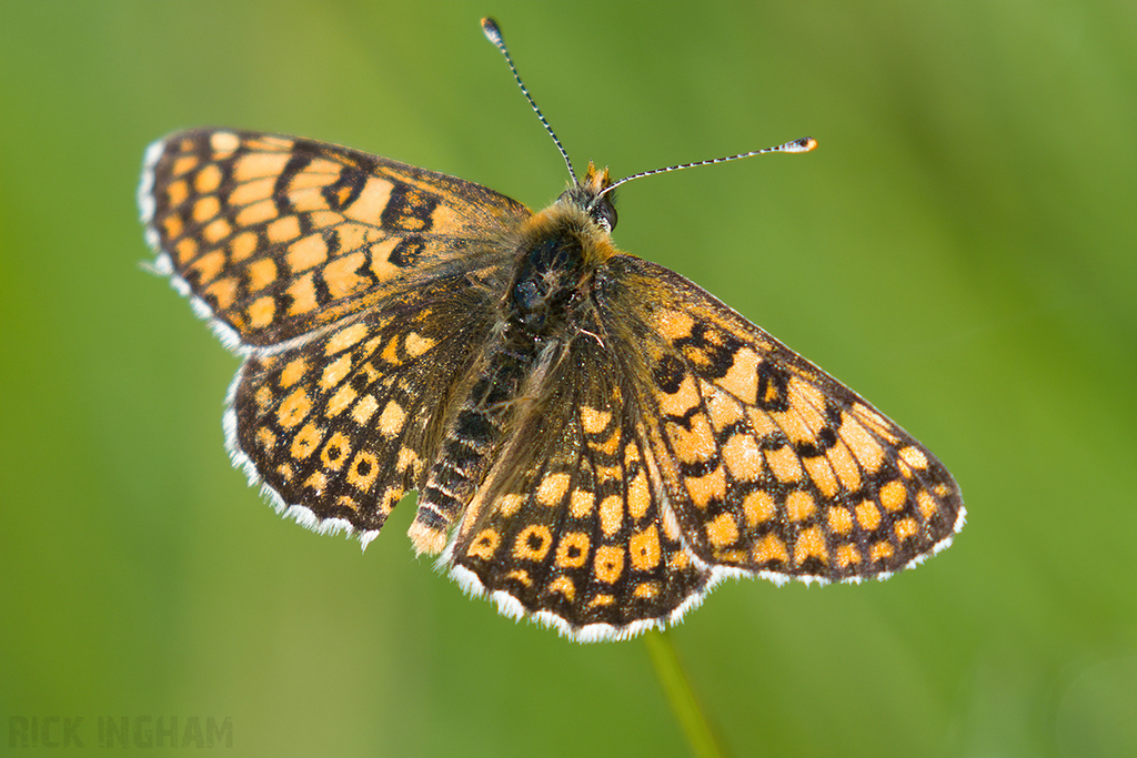 Glanville Fritillary