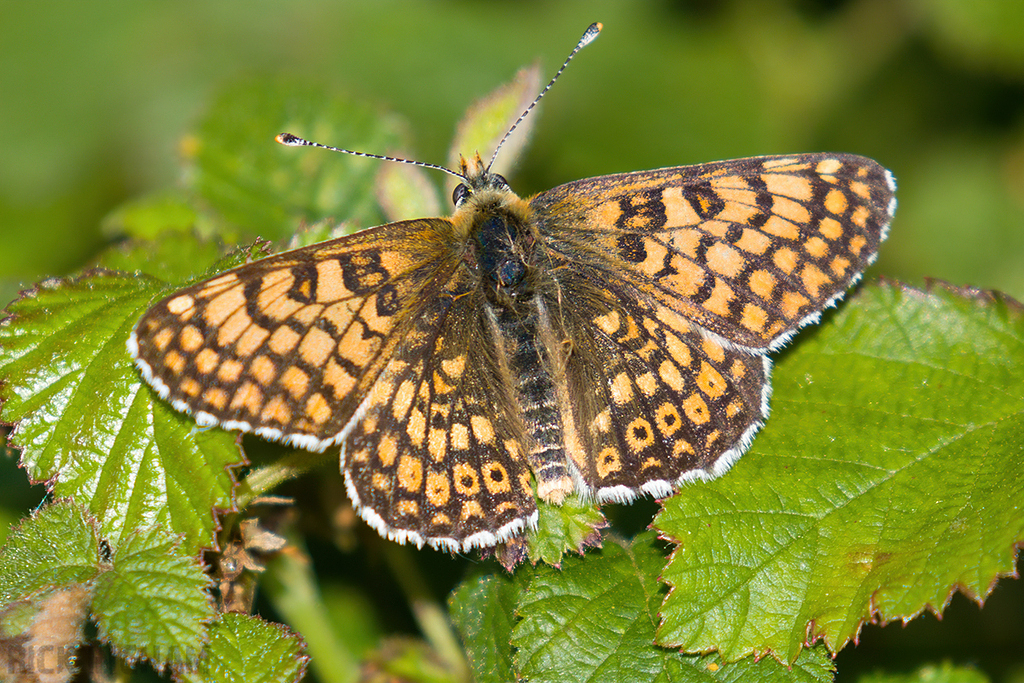 Glanville Fritillary
