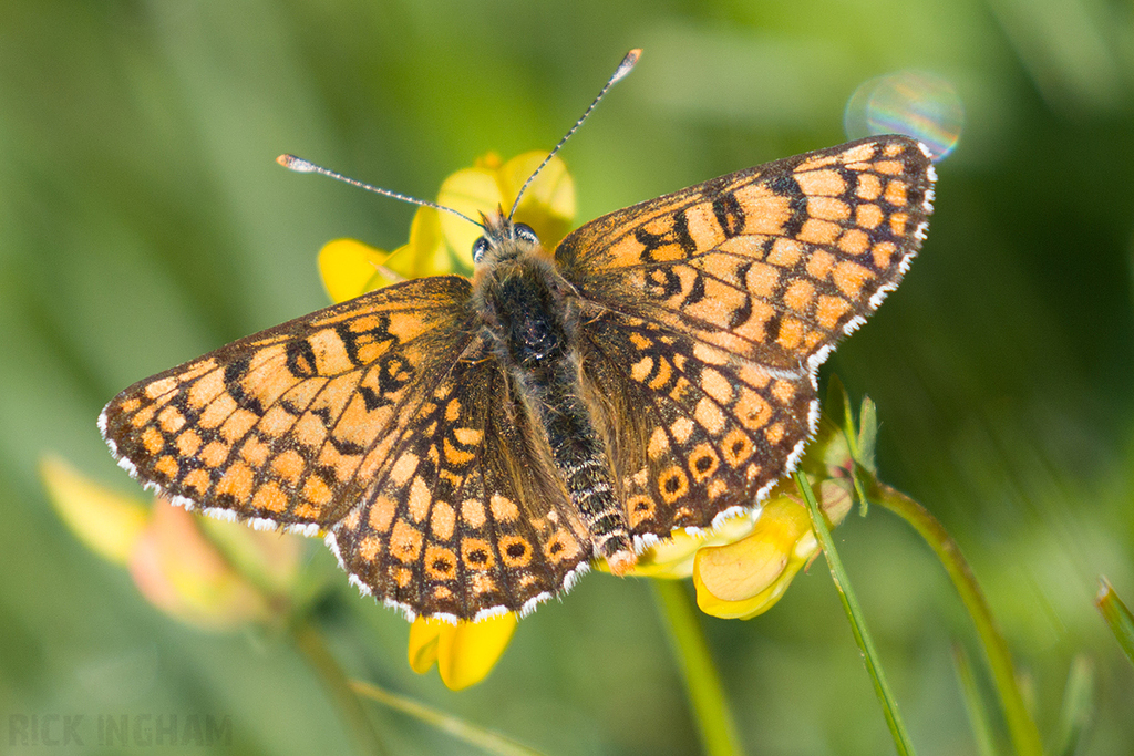 Glanville Fritillary