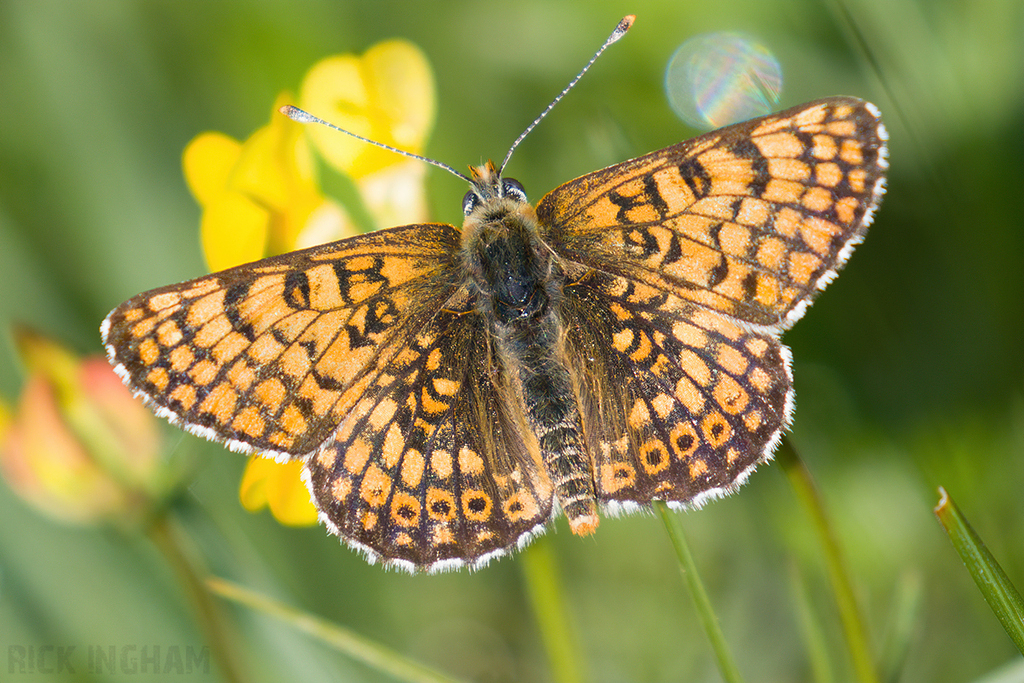 Glanville Fritillary
