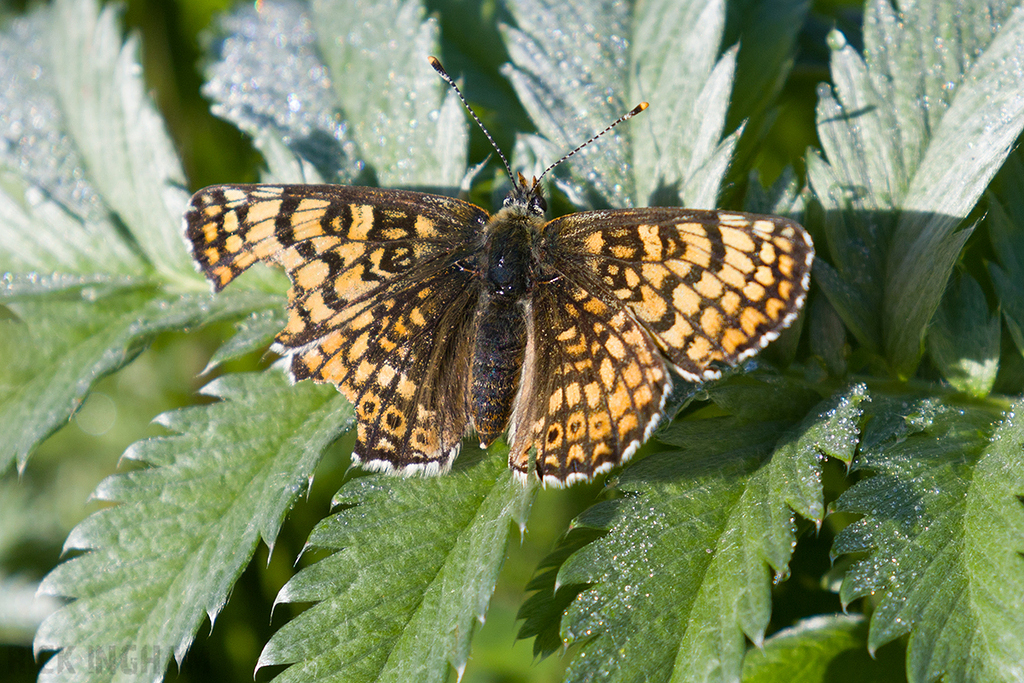 Glanville Fritillary