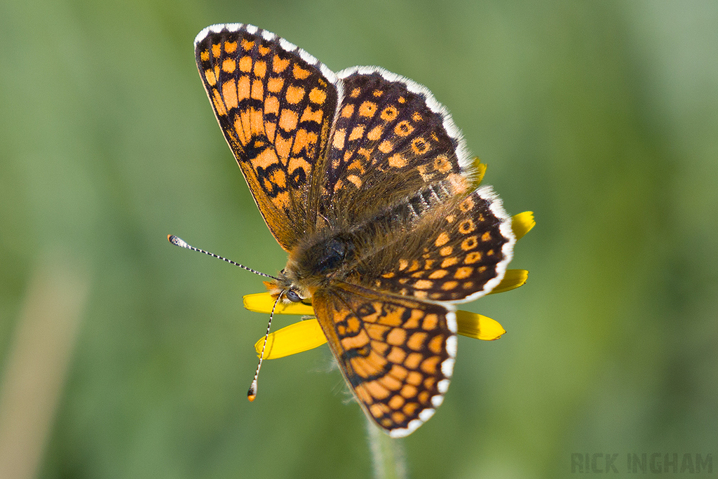 Glanville Fritillary