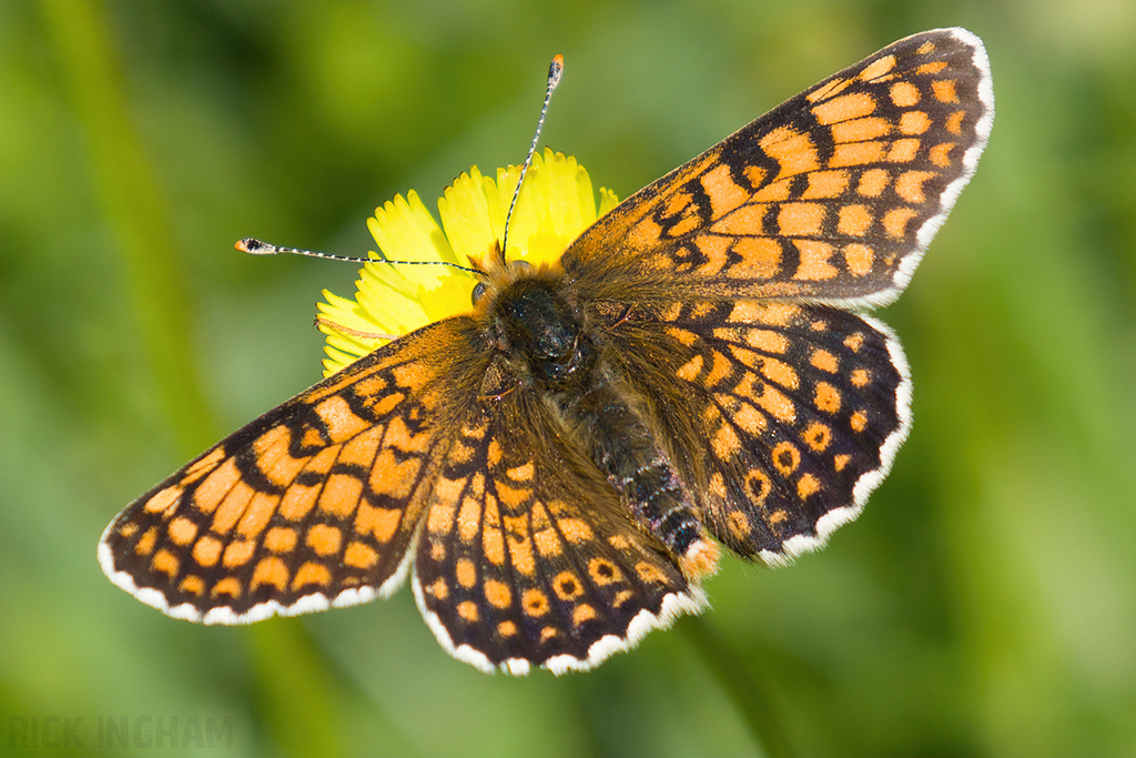 Glanville Fritillary