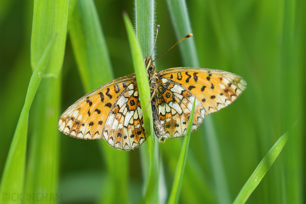 Small Pearl-bordered Fritillary