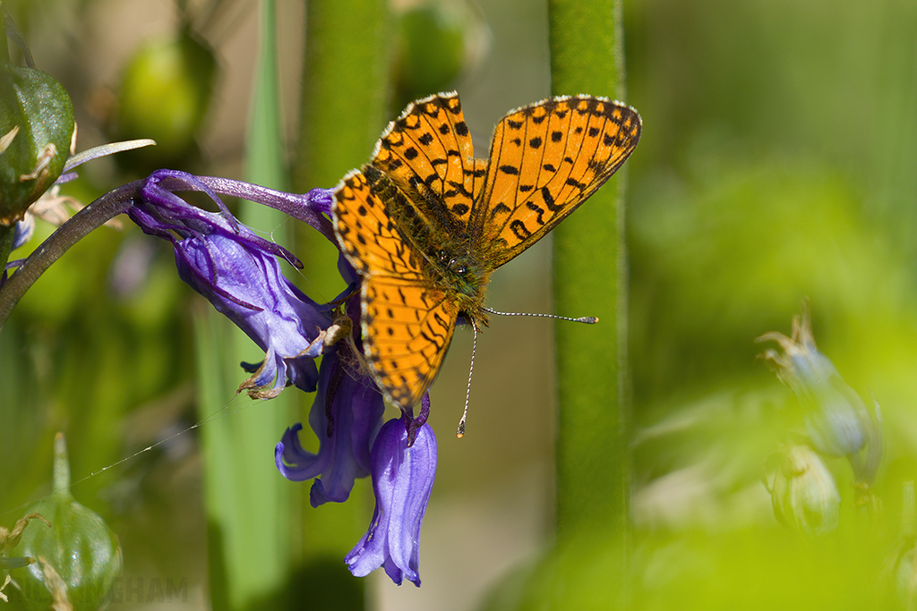 Small Pearl-bordered Fritillary