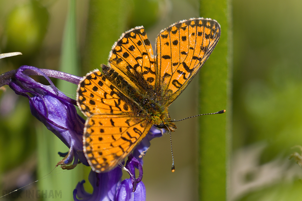 Small Pearl-bordered Fritillary