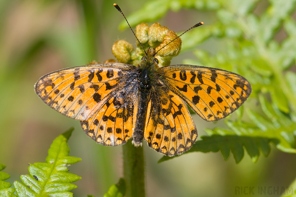 Small Pearl-bordered Fritillary