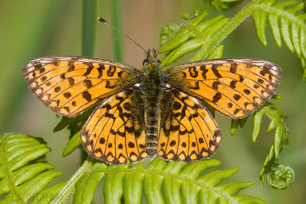 Small Pearl-bordered Fritillary