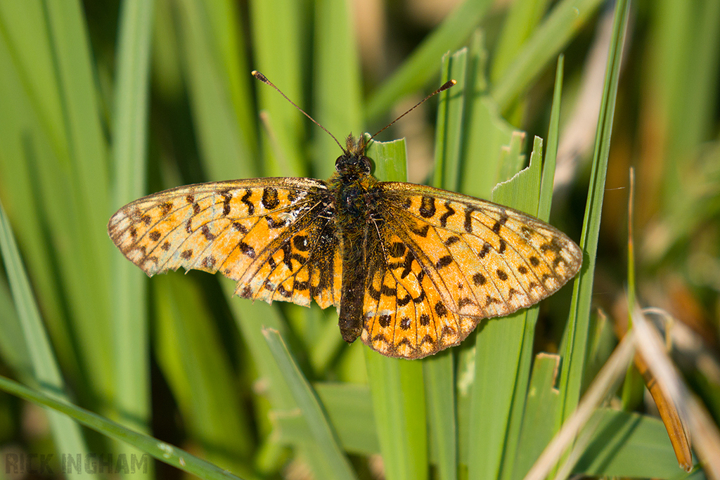 Small Pearl-bordered Fritillary