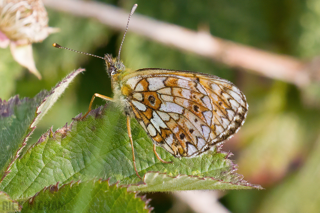 Small Pearl-bordered Fritillary