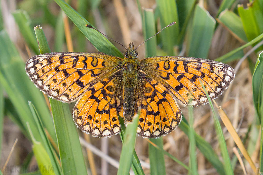 Small Pearl-bordered Fritillary