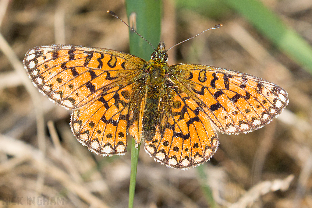 Small Pearl-bordered Fritillary