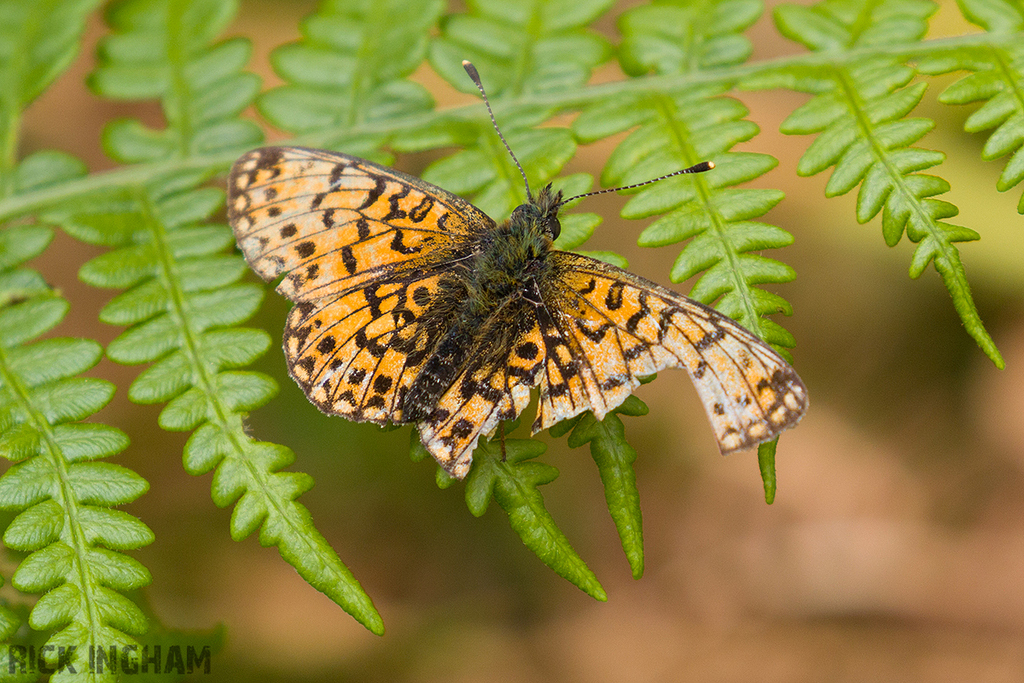 Small Pearl-bordered Fritillary
