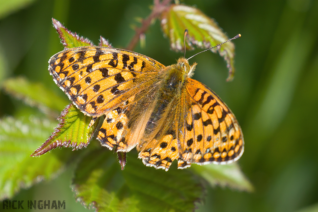 Small Pearl-bordered Fritillary