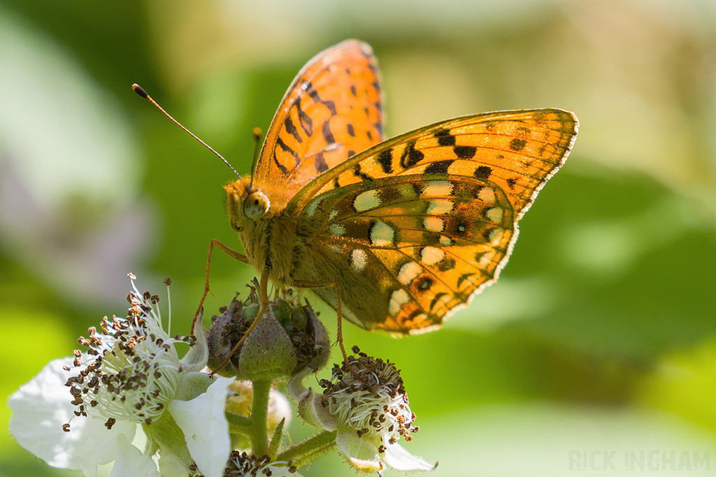High Brown Fritillary