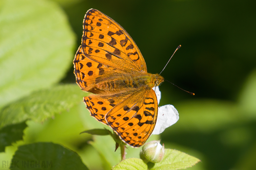 High Brown Fritillary