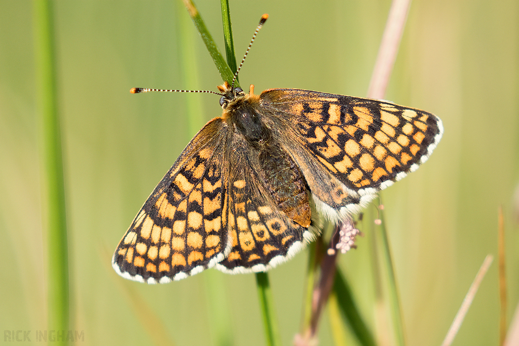 Glanville Fritillary