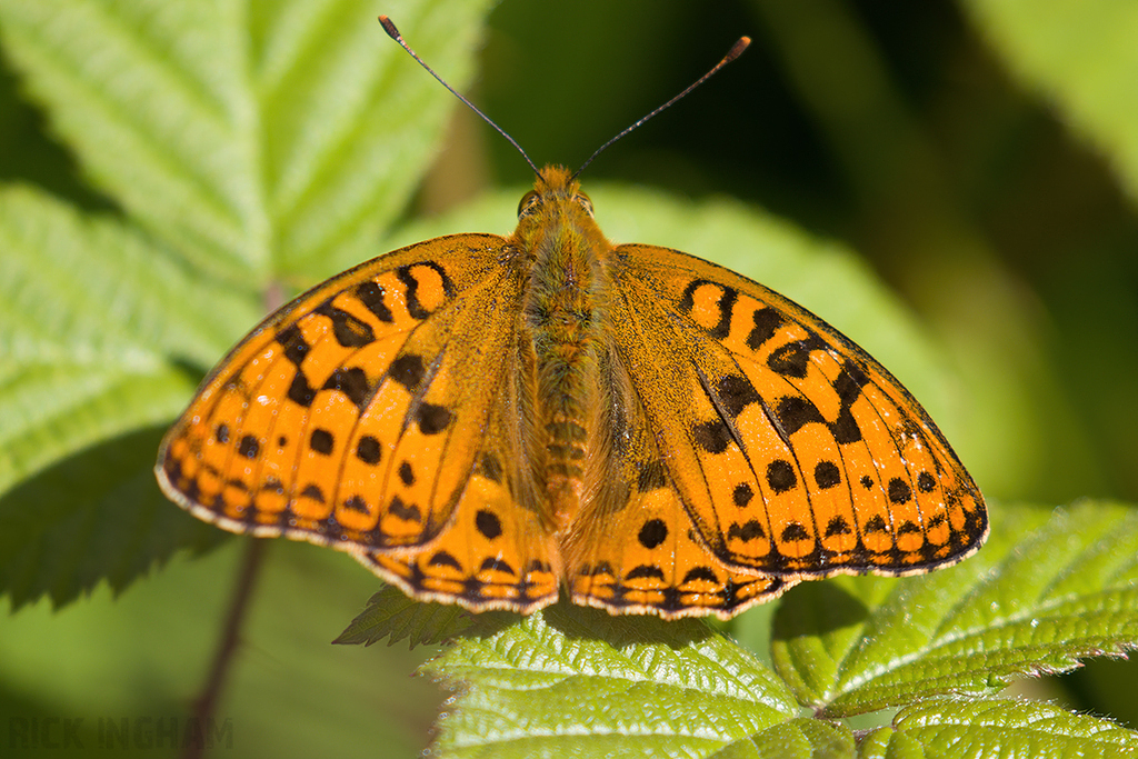 High Brown Fritillary