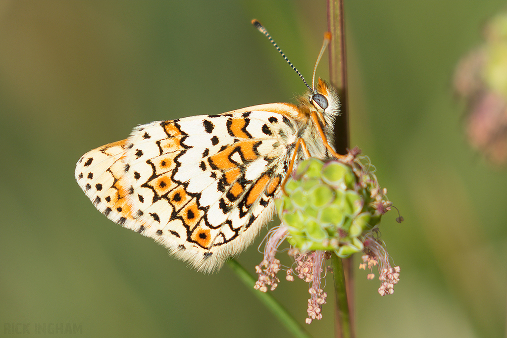 Glanville Fritillary