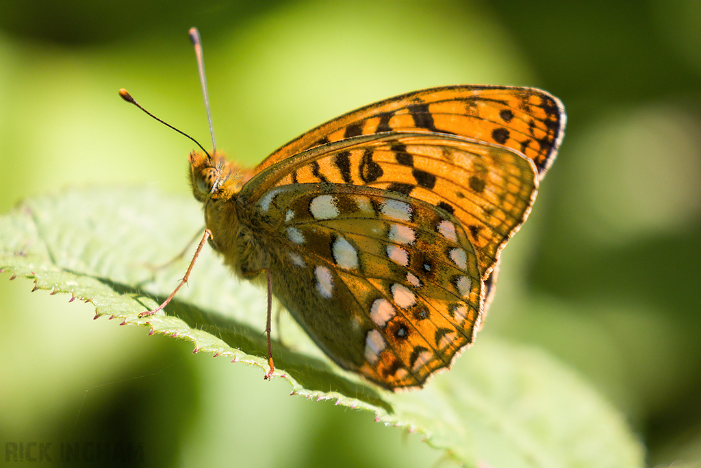 High Brown Fritillary