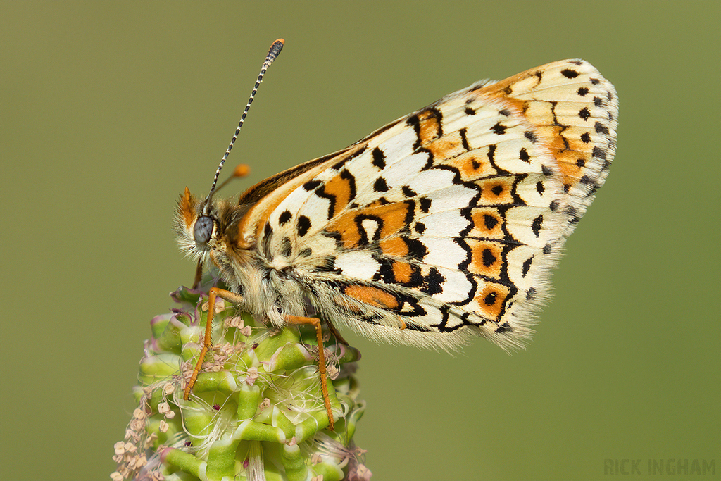 Glanville Fritillary