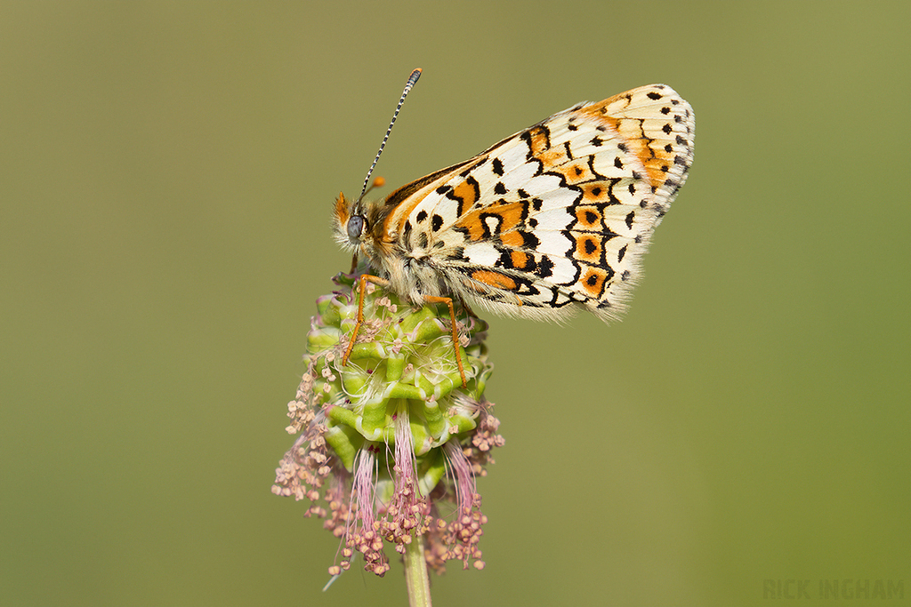 Glanville Fritillary