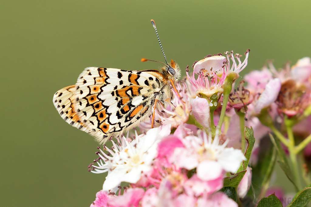 Glanville Fritillary