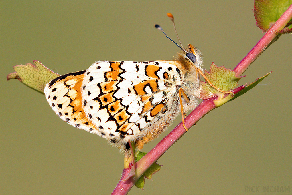 Glanville Fritillary