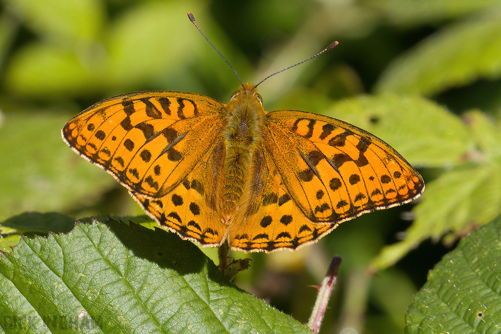 High Brown Fritillary