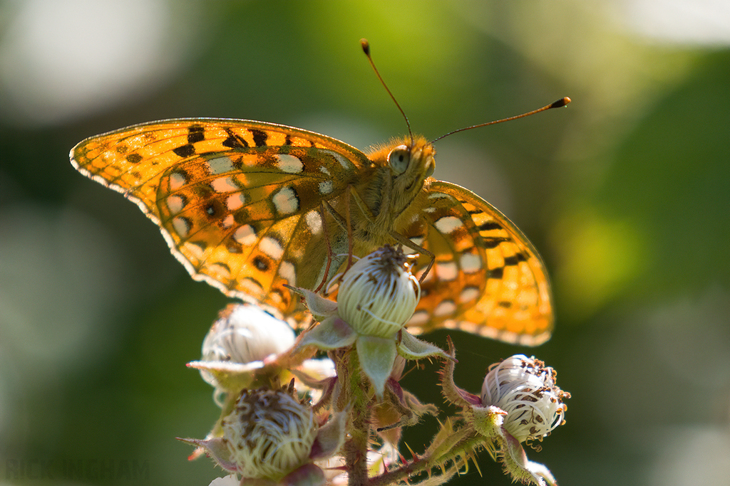 High Brown Fritillary