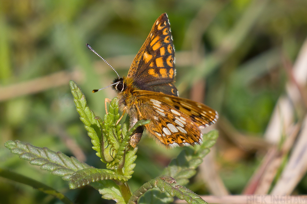 Duke of Burgundy Butterfly