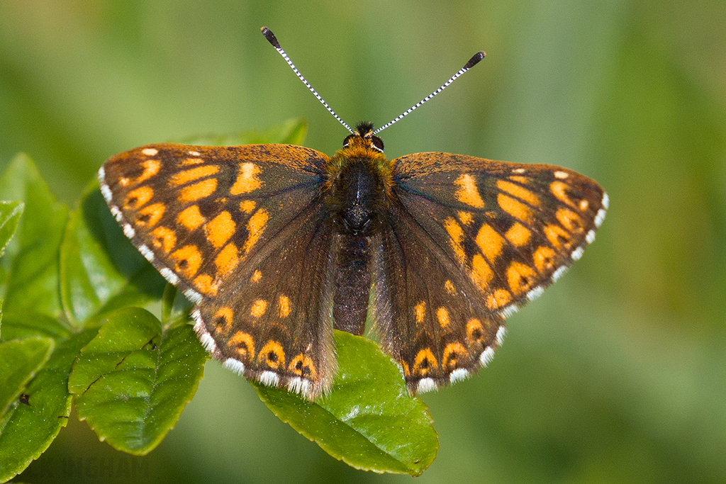 Duke of Burgundy Butterfly
