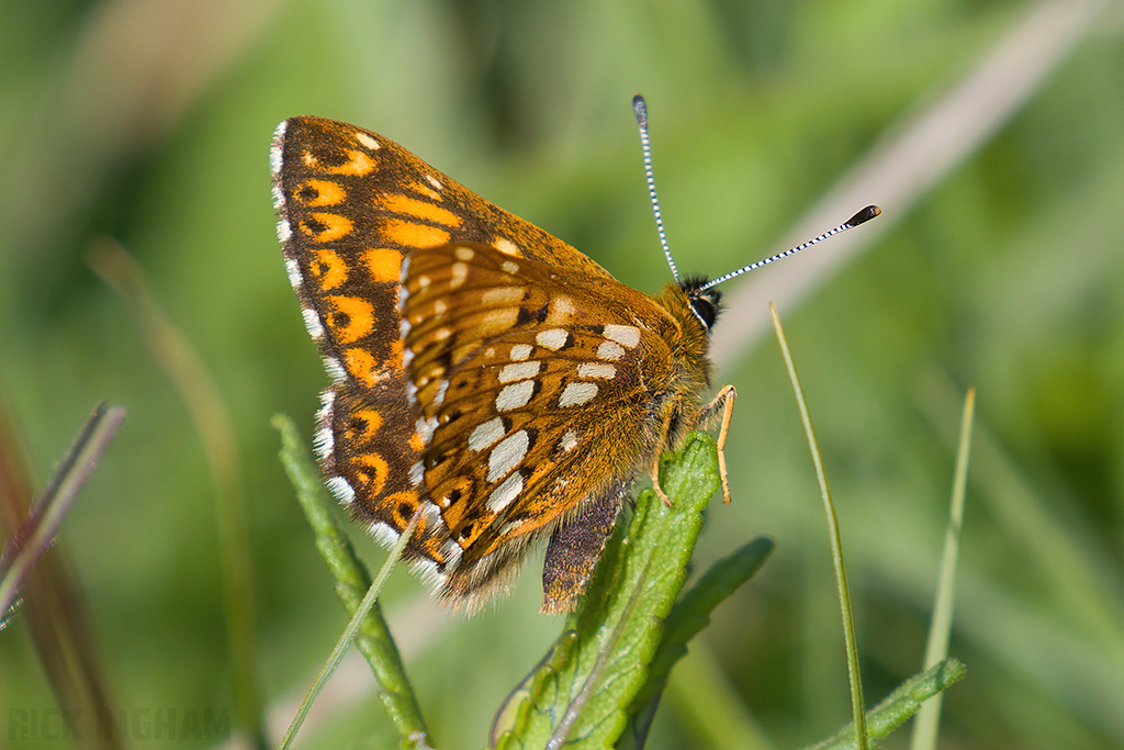 Duke of Burgundy Butterfly
