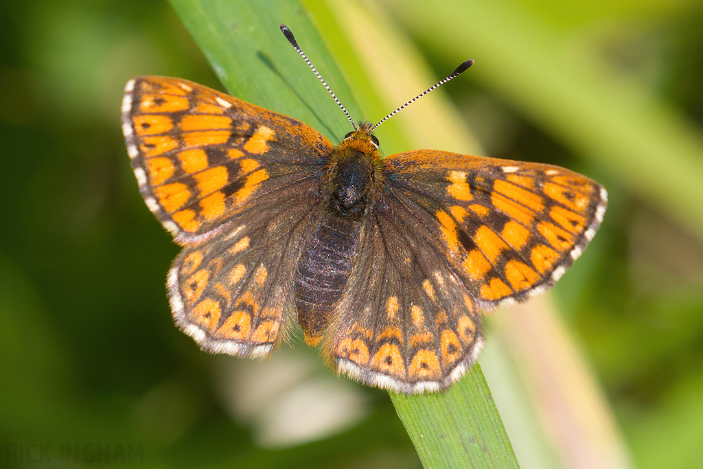 Duke of Burgundy Butterfly