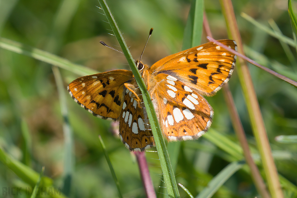 Duke of Burgundy Butterfly