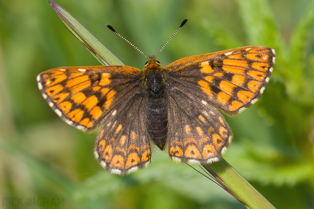 Duke of Burgundy Butterfly