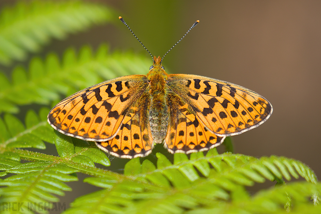 Pearl-bordered Fritillary