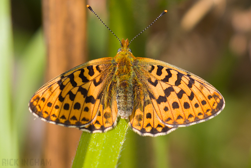 Pearl-bordered Fritillary