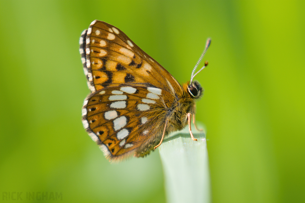 Duke of Burgundy Butterfly