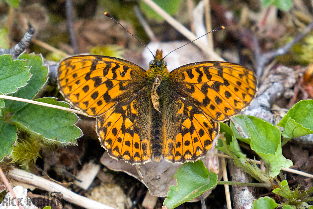 Pearl-bordered Fritillary