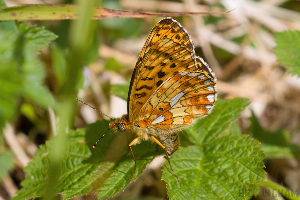 Pearl-bordered Fritillary