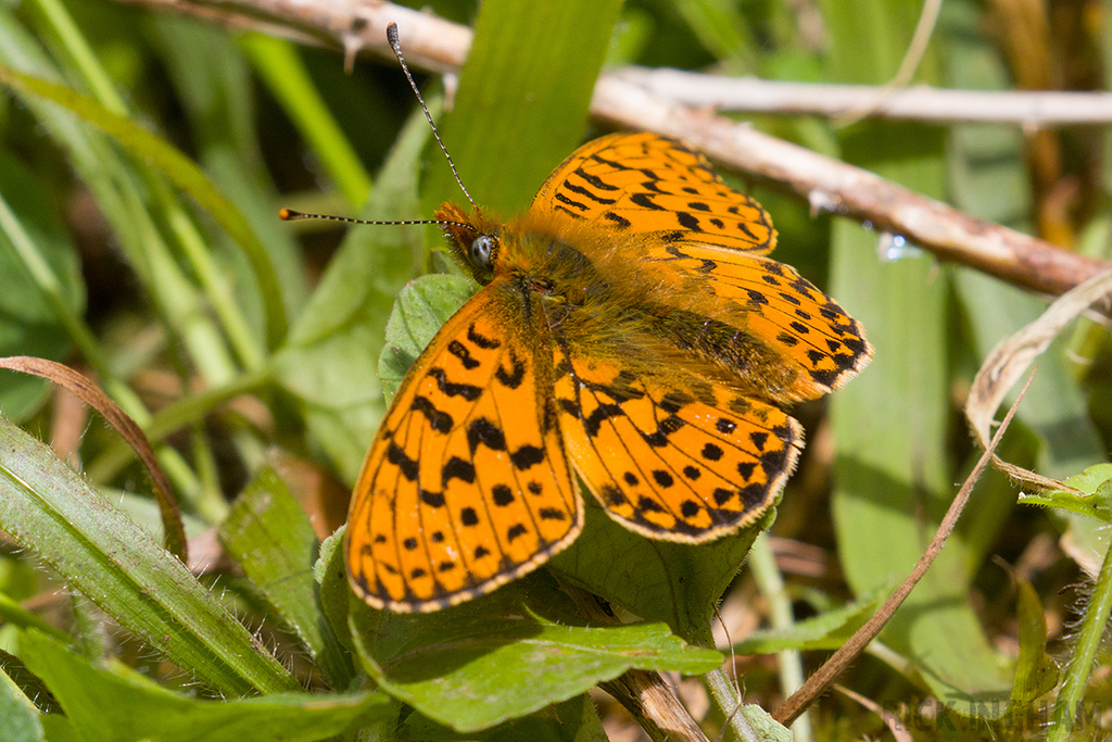 Pearl-bordered Fritillary